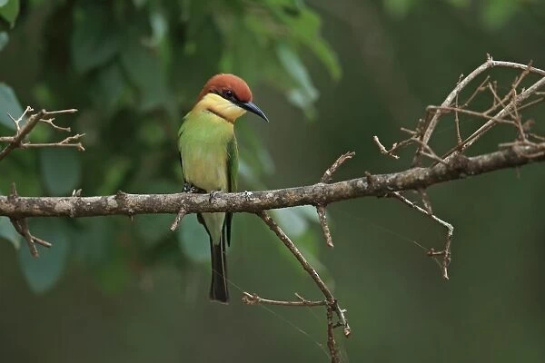 Chestnut-headed Bee-eater (Merops leschenaulti) adult, perched on branch, Sri Lanka, February