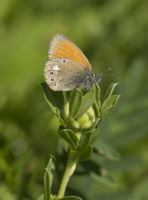 Framed Print : Chestnut Heath (Coenonympha glycerion) adult, resting on plant in grassland, Transylvania, Romania, June Framed Print : Chestnut Heath (Coenonympha glycerion) adult, resting on plant in grassland, Transylvania, Romania, June
