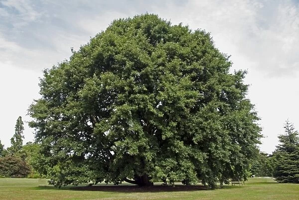 Chestnut-leaved Oak (Quercus castaneifolia) habit, growing in botanic gardens, Royal Botanic Gardens, Kew