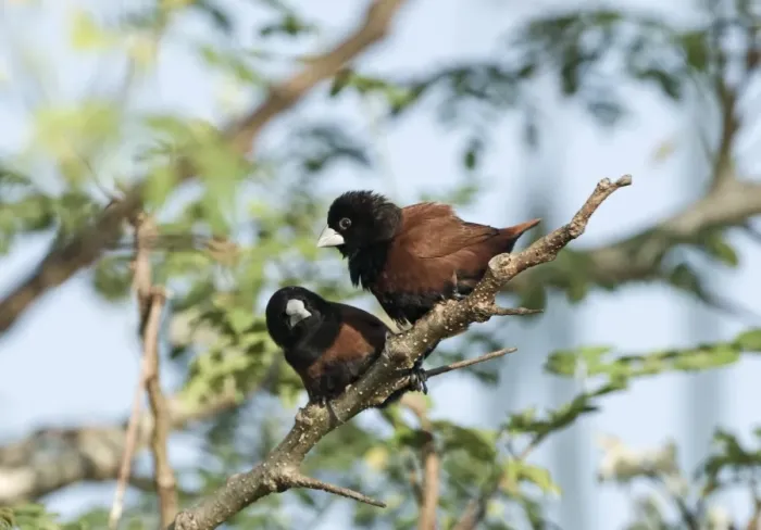 Framed Print : Chestnut Munia (Lonchura atricapilla) two adults, perched on twig, Palawan Island, Philippines Framed Print : Chestnut Munia (Lonchura atricapilla) two adults, perched on twig, Palawan Island, Philippines
