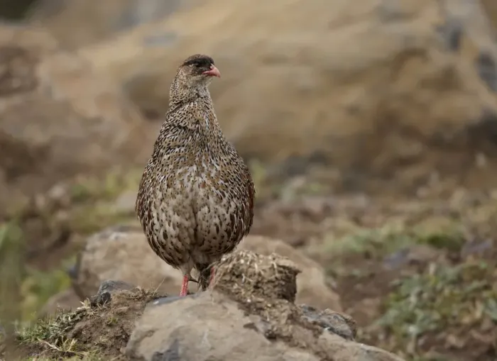 Framed Print : Chestnut-naped Francolin (Francolinus castaneicollis) adult, standing on stony ground, Bale Mountains, Oromia, Ethiopia Framed Print : Chestnut-naped Francolin (Francolinus castaneicollis) adult, standing on stony ground, Bale Mountains, Oromia, Ethiopia