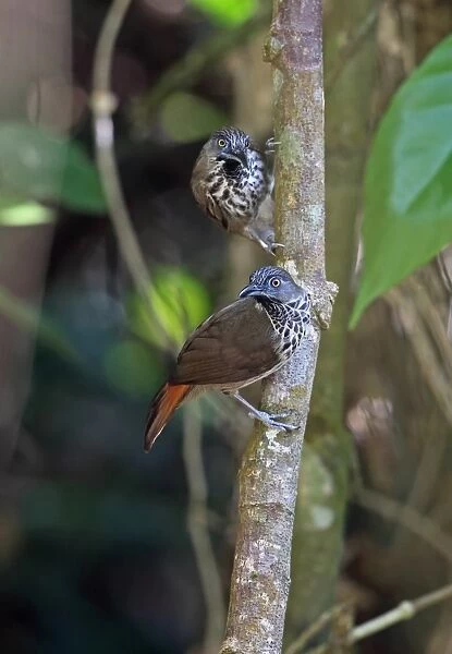 Chestnut-rumped Babbler (Stachyris maculata maculata) two adults, perched on tree trunk, Taman Negara N. P