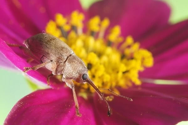 Chestnut Weevil (Curculio elephas) adult, resting on flower, Italy, October