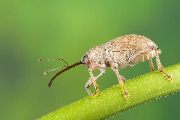 Chestnut Weevil (Curculio elephas) adult, resting on stem, Italy, October
