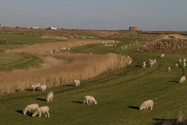 A Cheviot type sheep grazing the sea wall at Sudbourne Marshes with the Rive Alde and Aldeburgh behind