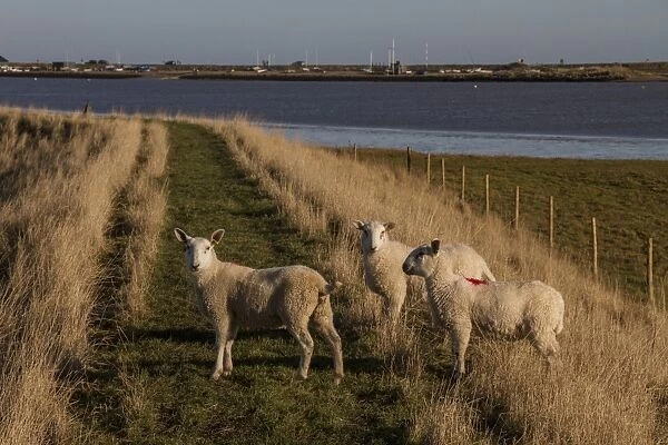 A Cheviot type sheep grazing the sea wall at Sudbourne Marshes with the Rive Alde behind