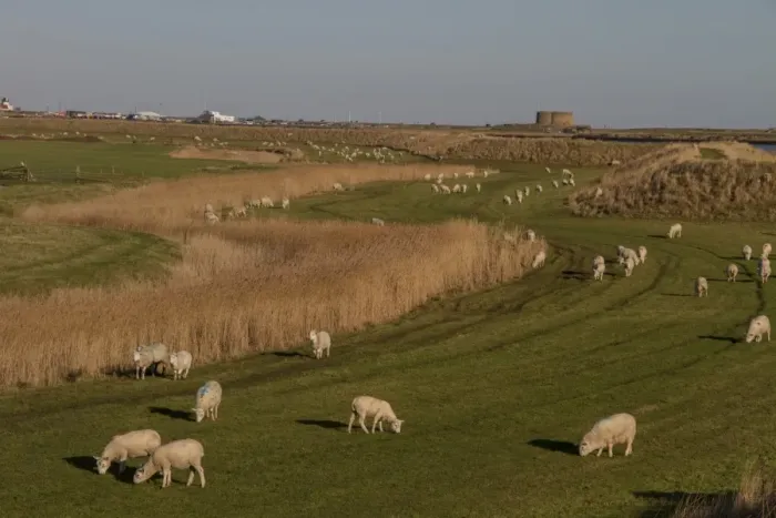 Framed Print : A Cheviot type sheep grazing the sea wall at Sudbourne Marshes with the Rive Alde and Aldeburgh behind Framed Print : A Cheviot type sheep grazing the sea wall at Sudbourne Marshes with the Rive Alde and Aldeburgh behind
