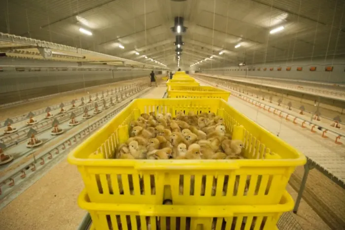 Framed Print : Chicken farming, layer chicks waiting to be put into rearing building, Preston, Lancashire, England, August Framed Print : Chicken farming, layer chicks waiting to be put into rearing building, Preston, Lancashire, England, August