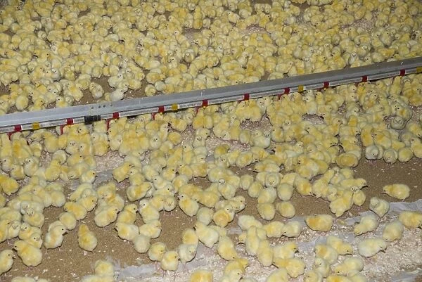 Chicken farming, one-day old Ross 308 broiler chicks with automatic drinkers in poultry unit, Lancashire, England