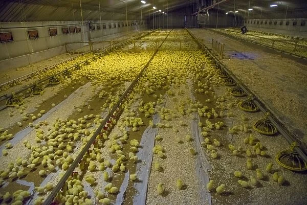 Chicken farming, one-day old Ross 308 broiler chicks with automatic drinkers and feeders in poultry unit, Lancashire