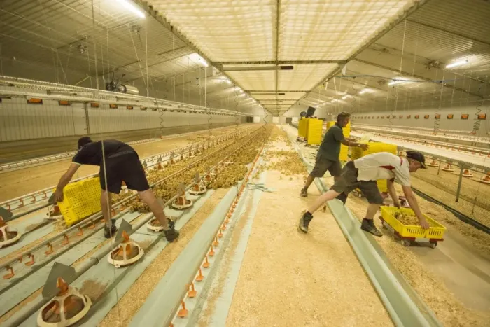 Framed Print : Chicken farming, workers putting layer chicks into rearing building, Preston, Lancashire, England, August Framed Print : Chicken farming, workers putting layer chicks into rearing building, Preston, Lancashire, England, August