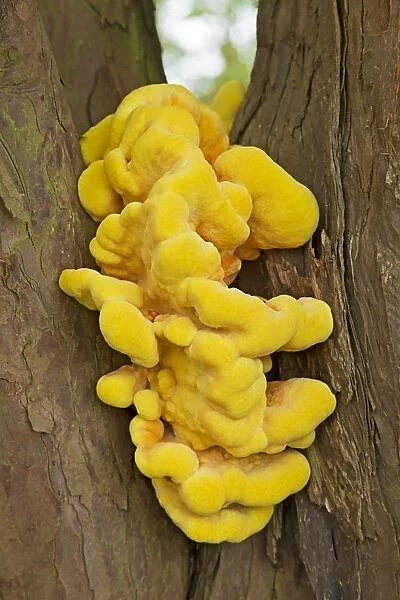 Chicken-of-the-woods (Laetiporus sulphureus) fruiting body, growing on Common Yew (Taxus baccata) trunk, Croome Park
