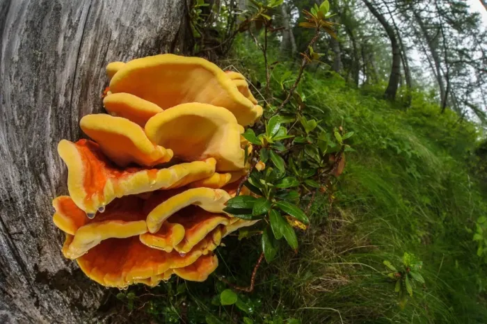 Framed Print : Chicken-of-the-woods (Laetiporus sulphureus) fruiting bodies, growing in woodland habitat, Ligurian Alps, Liguria