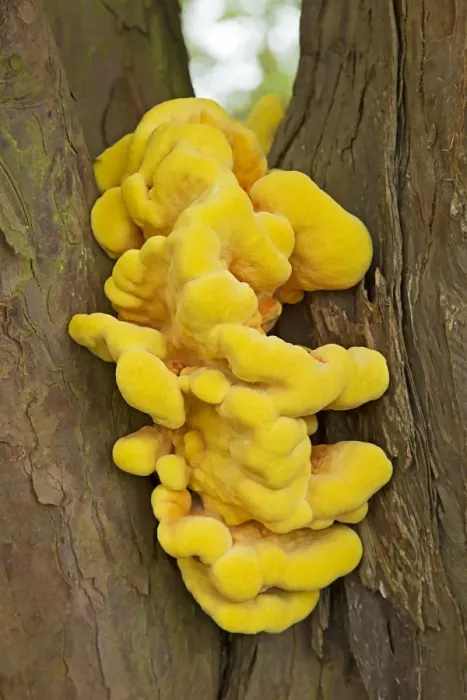 Framed Print : Chicken-of-the-woods (Laetiporus sulphureus) fruiting body, growing on Common Yew (Taxus baccata) trunk, Croome Park Framed Print : Chicken-of-the-woods (Laetiporus sulphureus) fruiting body, growing on Common Yew (Taxus baccata) trunk, Croome Park