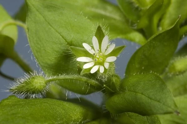Chickweed, Stellaria media, flowers and leaves of an annual agricultural and garden weed