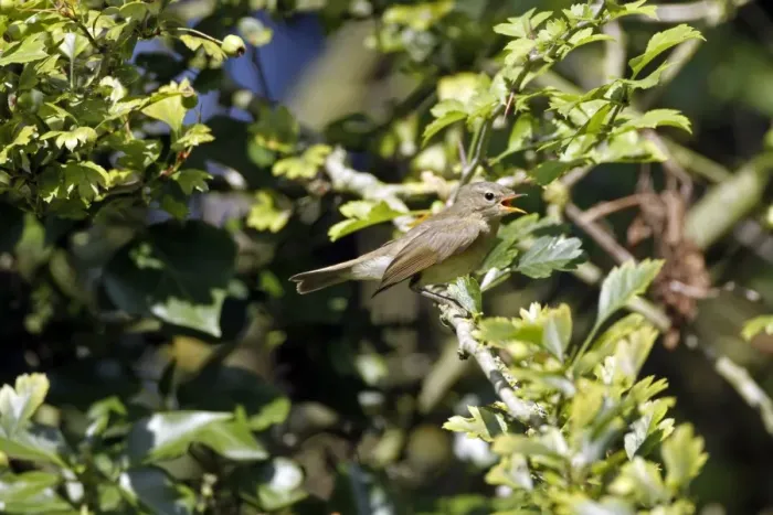 Framed Print : Chiffchaff calling in hawthorn tree Framed Print : Chiffchaff calling in hawthorn tree