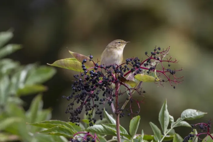 Framed Print : Chiffchaff on Elderberries Framed Print : Chiffchaff on Elderberries