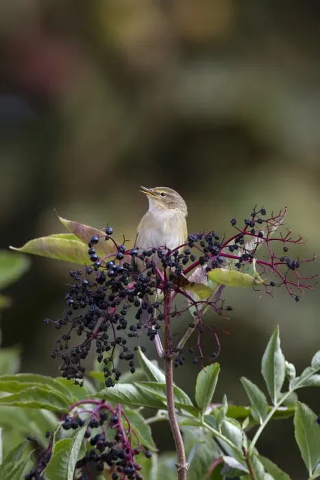 Framed Print : Chiffchaff on Elderberries singing Framed Print : Chiffchaff on Elderberries singing