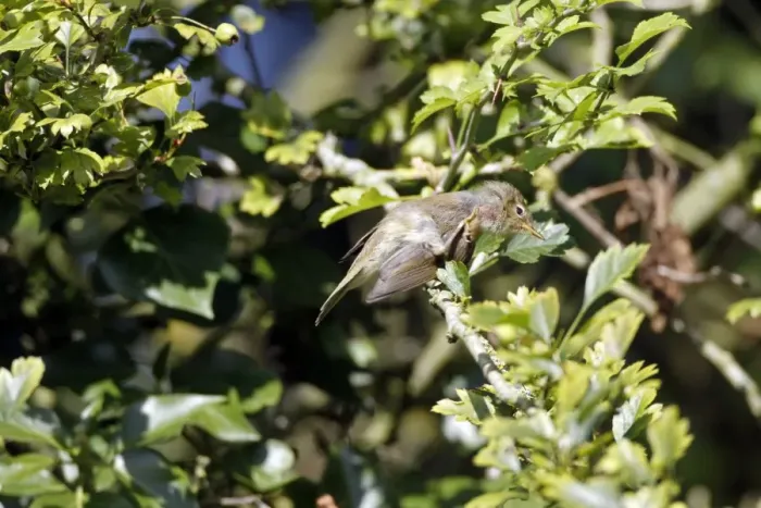 Framed Print : Chiffchaff preening
