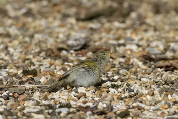 Framed Print : Chiffchaff sunning itself on gravel path Framed Print : Chiffchaff sunning itself on gravel path