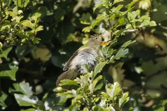 Framed Print : Chiffchaff sunning itself in hawthorn tree Framed Print : Chiffchaff sunning itself in hawthorn tree