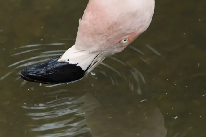 Framed Print : Chilean Flamingo (Phoenicopterus chilensis) adult, close-up of head, filter feeding at surface of water