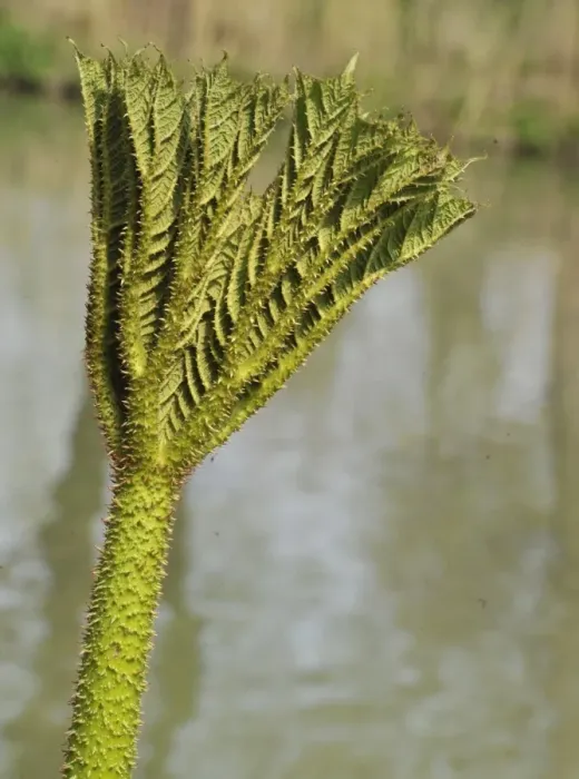 Framed Print : Chilean Gunnera (Gunnera tinctoria) close-up of young leaves Framed Print : Chilean Gunnera (Gunnera tinctoria) close-up of young leaves