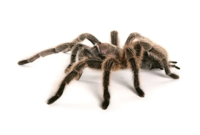 Framed Print : Chilean Rose Tarantula (Grammostola rosea) adult Framed Print : Chilean Rose Tarantula (Grammostola rosea) adult