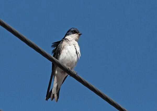 Chilean Swallow (Tachycineta meyeni) adult, perched on overhead wire, Villa Pehuenia, Neuquen, Argentina, december