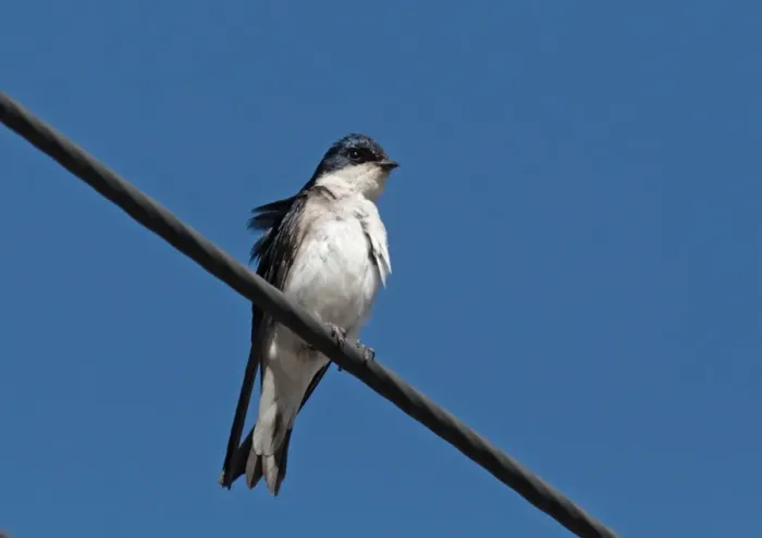 Framed Print : Chilean Swallow (Tachycineta meyeni) adult, perched on overhead wire, Villa Pehuenia, Neuquen, Argentina, december Framed Print : Chilean Swallow (Tachycineta meyeni) adult, perched on overhead wire, Villa Pehuenia, Neuquen, Argentina, december