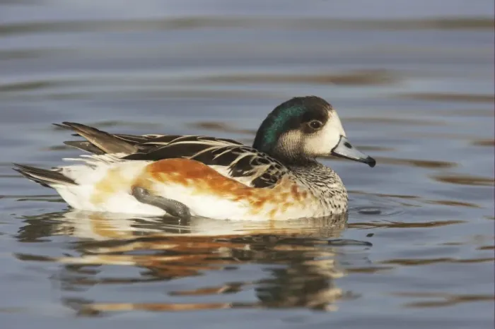 Framed Print : Chiloe Wigeon (Anas sibilatrix) adult male, swimming, Slimbridge W. W. T. (captive)