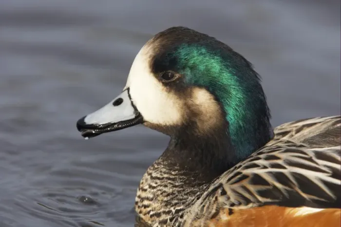 Framed Print : Chiloe Wigeon (Anas sibilatrix) adult male, close-up of head, swimming, Slimbridge W. W. T. (captive)