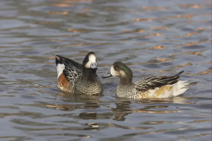 Framed Print : Chiloe Wigeon (Anas sibilatrix) adult pair, swimming, Slimbridge W. W. T. (captive) Framed Print : Chiloe Wigeon (Anas sibilatrix) adult pair, swimming, Slimbridge W. W. T. (captive)