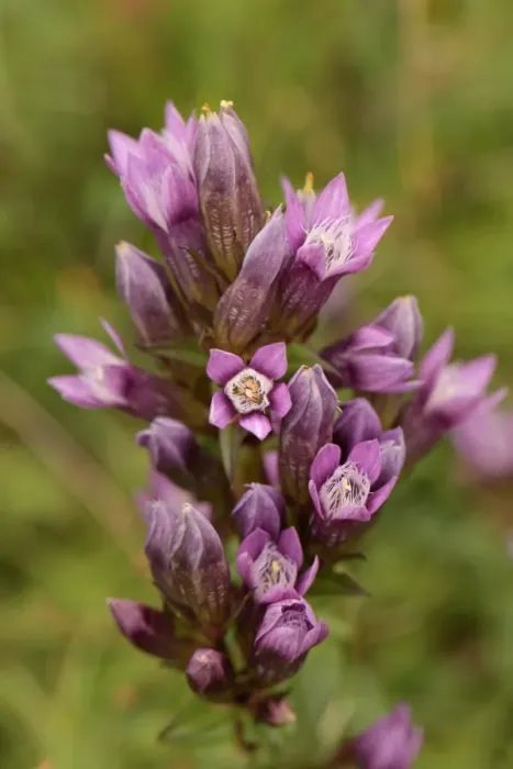Framed Print : Chiltern Gentian (Gentianella germanica) flowering, Aston Rowant, Chiltern Hills, Oxfordshire, England, September Framed Print : Chiltern Gentian (Gentianella germanica) flowering, Aston Rowant, Chiltern Hills, Oxfordshire, England, September