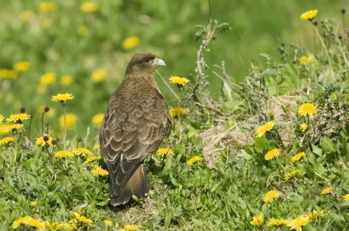 Framed Print : Chimango Caracara (Milvago chimango) adult, standing amongst wildflowers, Tierra del Fuego, Argentina, november