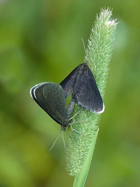 Chimney Sweeper (Odezia atrata) adult pair, mating on grass, Italian Alps, Italy, July