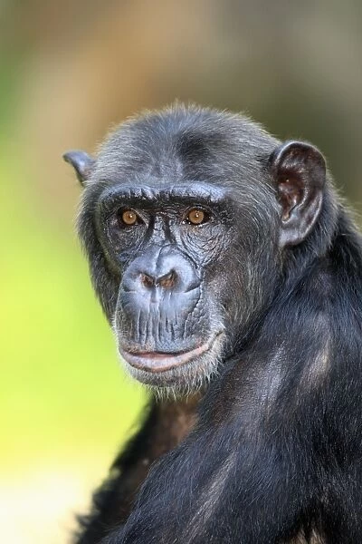 Chimpanzee (Pan troglodytes) adult, close-up of head (captive)