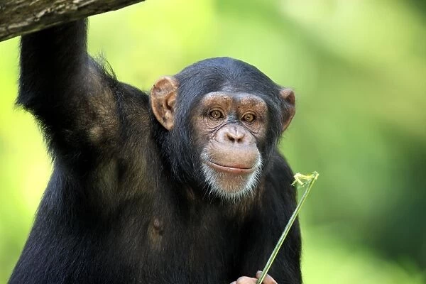 Chimpanzee (Pan troglodytes) adult, close-up of head (captive)