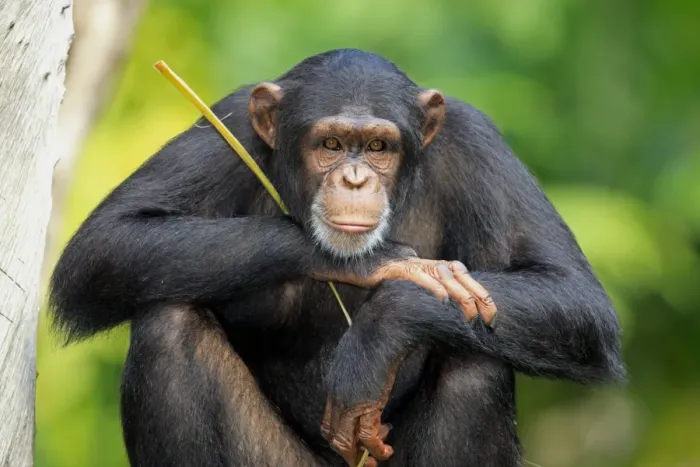 Framed Print : Chimpanzee (Pan troglodytes) adult, close-up of head and arms (captive) Framed Print : Chimpanzee (Pan troglodytes) adult, close-up of head and arms (captive)