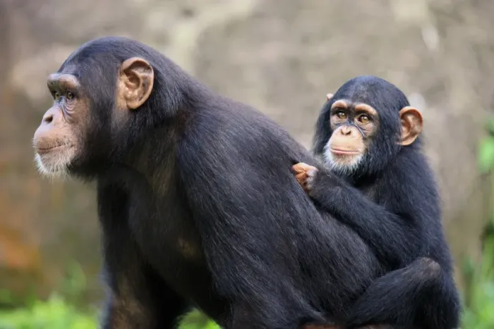 Framed Print : Chimpanzee (Pan troglodytes) adult female with young, riding on back (captive) Framed Print : Chimpanzee (Pan troglodytes) adult female with young, riding on back (captive)