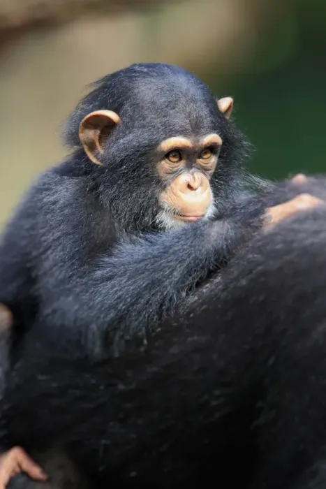 Framed Print : Chimpanzee (Pan troglodytes) adult female with young, riding on back (captive) Framed Print : Chimpanzee (Pan troglodytes) adult female with young, riding on back (captive)
