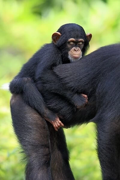 Chimpanzee (Pan troglodytes) adult female with young, riding on back (captive)