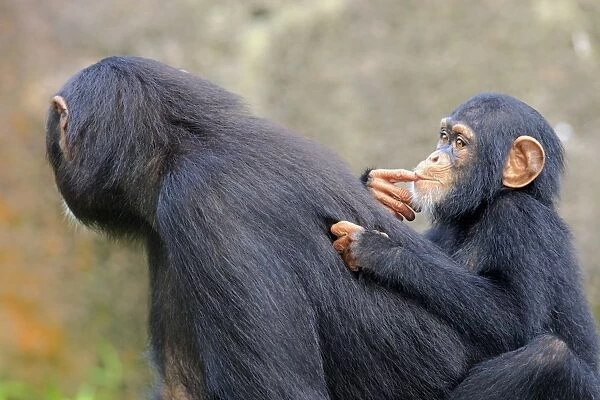 Chimpanzee (Pan troglodytes) adult female with young, riding on back (captive)