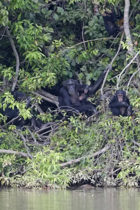 Framed Print : Chimpanzee (Pan troglodytes) adult females with young, sitting in vegetation at edge of water, Gambia River, Gambia, january Framed Print : Chimpanzee (Pan troglodytes) adult females with young, sitting in vegetation at edge of water, Gambia River, Gambia, january