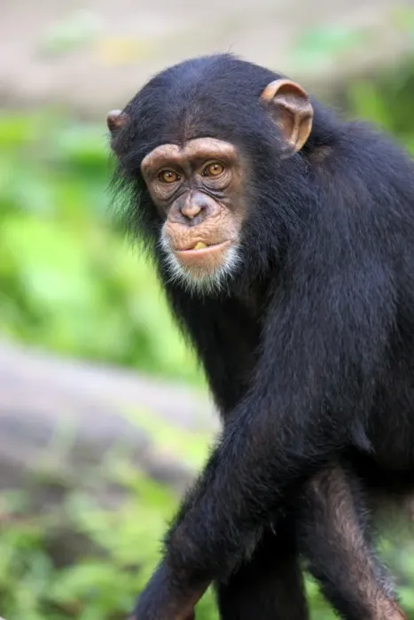Framed Print : Chimpanzee (Pan troglodytes) young, feeding, close-up of head and arms (captive)