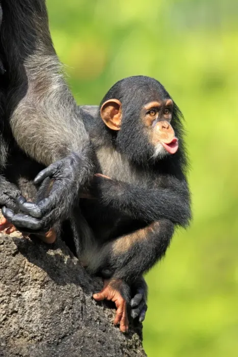 Framed Print : Chimpanzee (Pan troglodytes) young, hooting, sitting beside mother (captive) Framed Print : Chimpanzee (Pan troglodytes) young, hooting, sitting beside mother (captive)
