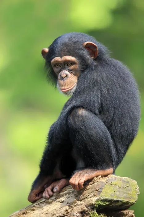 Framed Print : Chimpanzee (Pan troglodytes) young, sitting on log (captive)