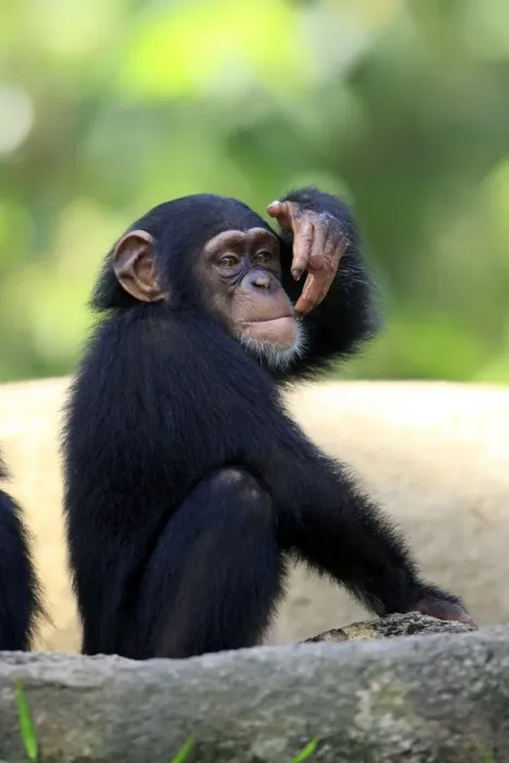 Framed Print : Chimpanzee (Pan troglodytes) young, drinking, scooping up water in hand (captive) Framed Print : Chimpanzee (Pan troglodytes) young, drinking, scooping up water in hand (captive)