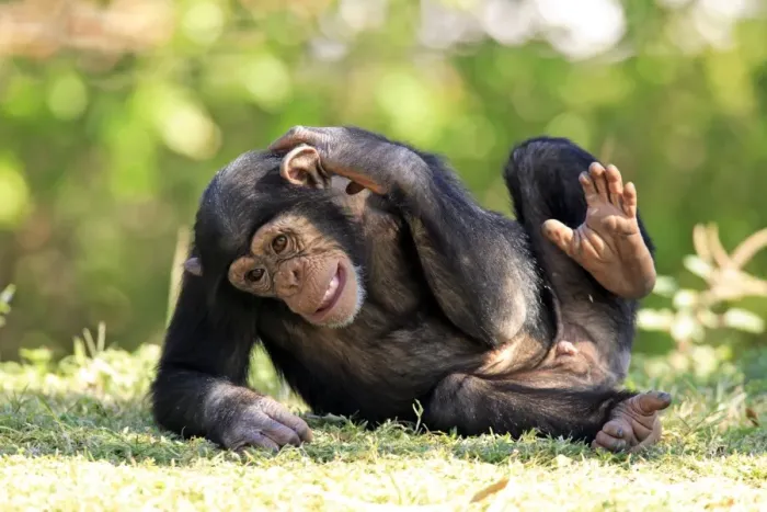 Framed Print : Chimpanzee (Pan troglodytes) young scratching Framed Print : Chimpanzee (Pan troglodytes) young scratching