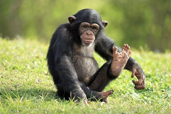 Chimpanzee (Pan troglodytes) young sitting, foot raised